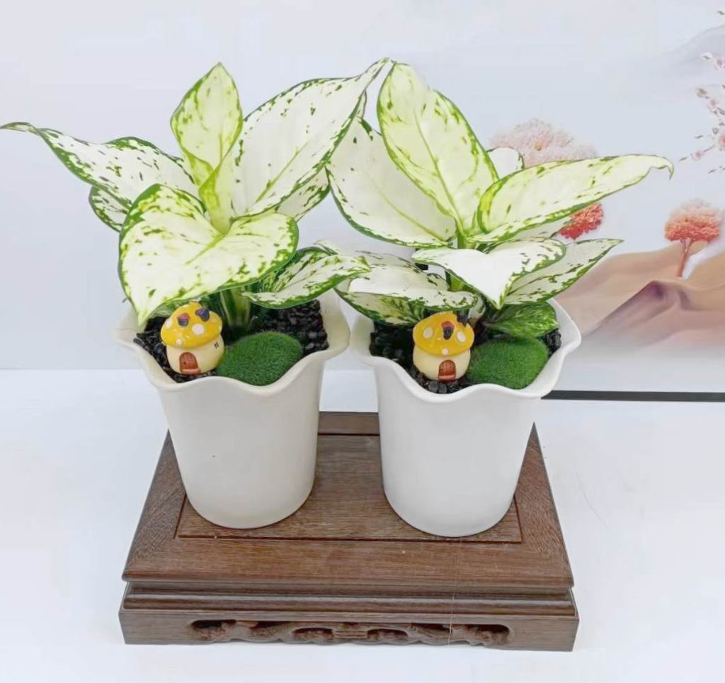 Aglaonema white