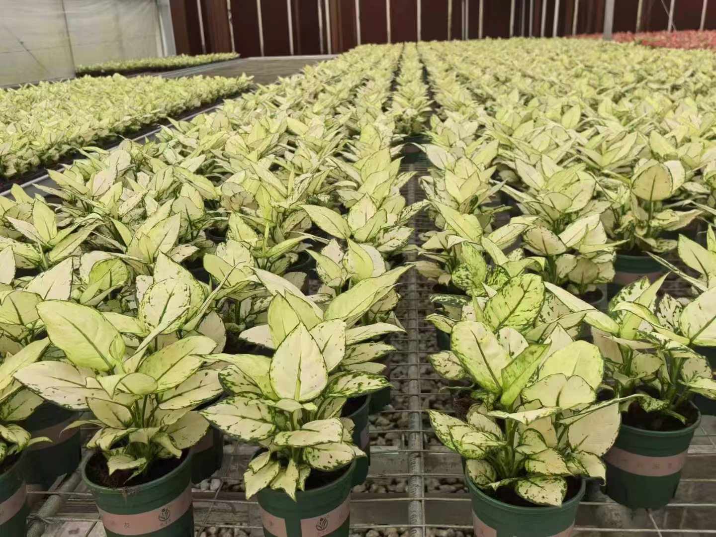 アグラオネマ ホワイト - 中国の専門生植物サプライヤー - Iplantre