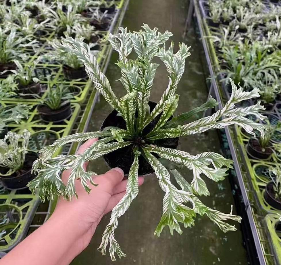 Asplenium Nidus Variegated - 中国の専門ライブ植物サプライヤー