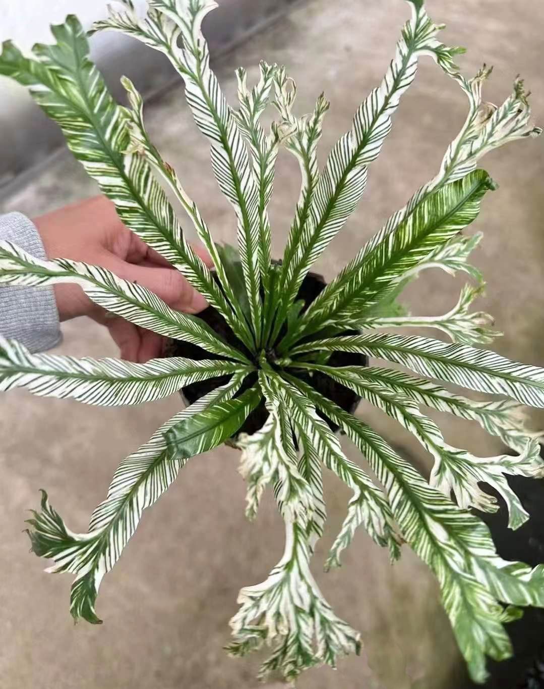 Asplenium Nidus Variegated - 中国の専門ライブ植物サプライヤー