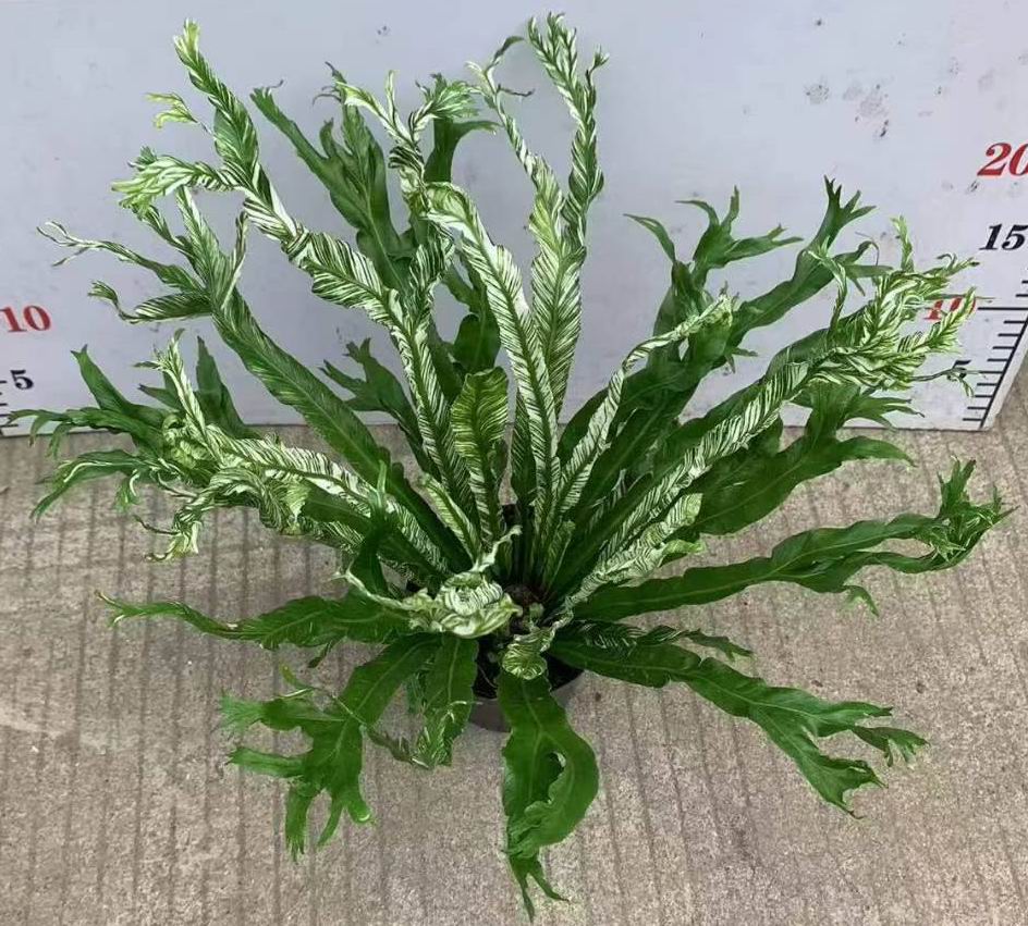 Asplenium Nidus Variegated - 中国の専門ライブ植物
