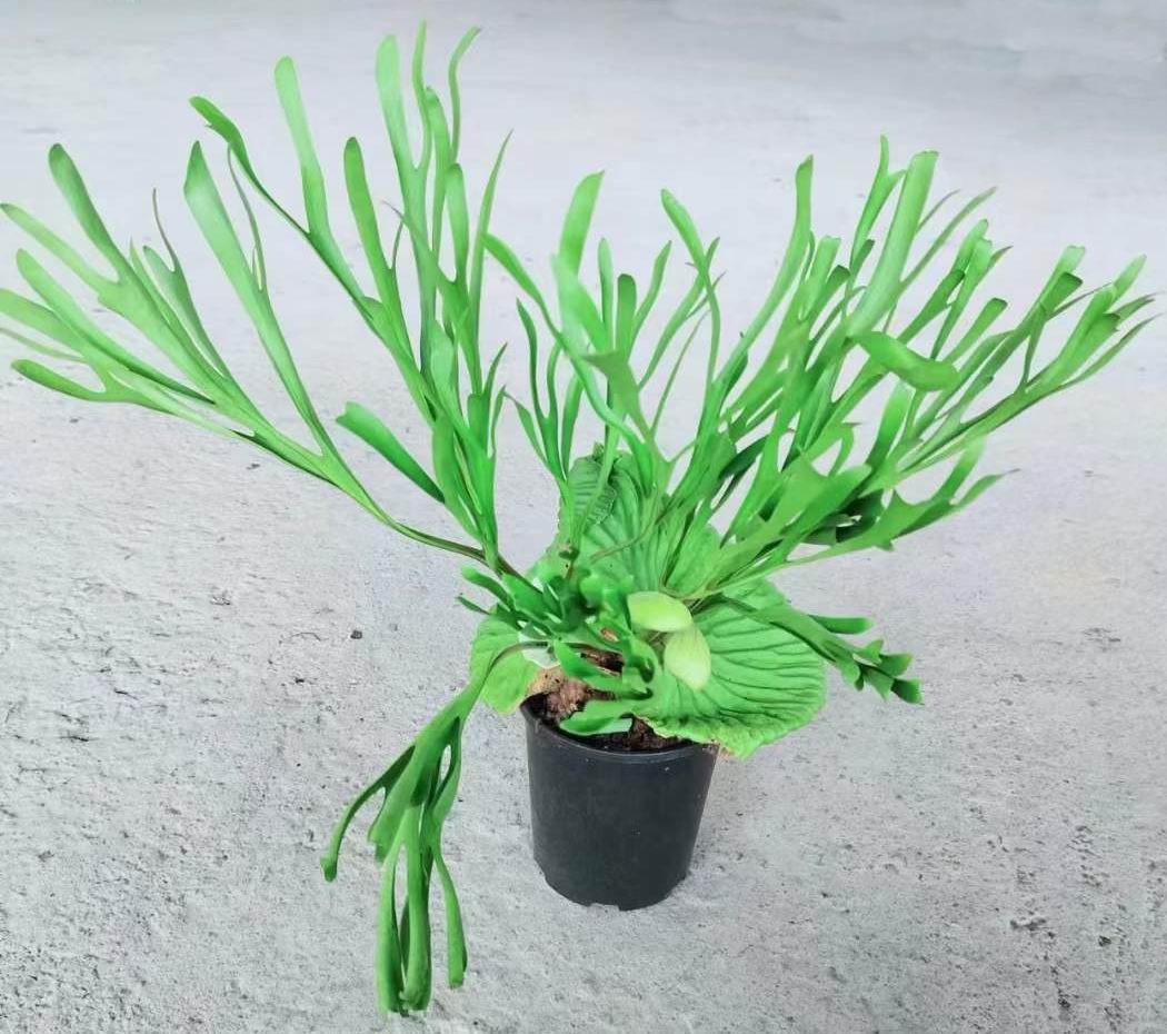 Platycerium Ridleyi - Professionelle lebende Pflanzen Lieferant in