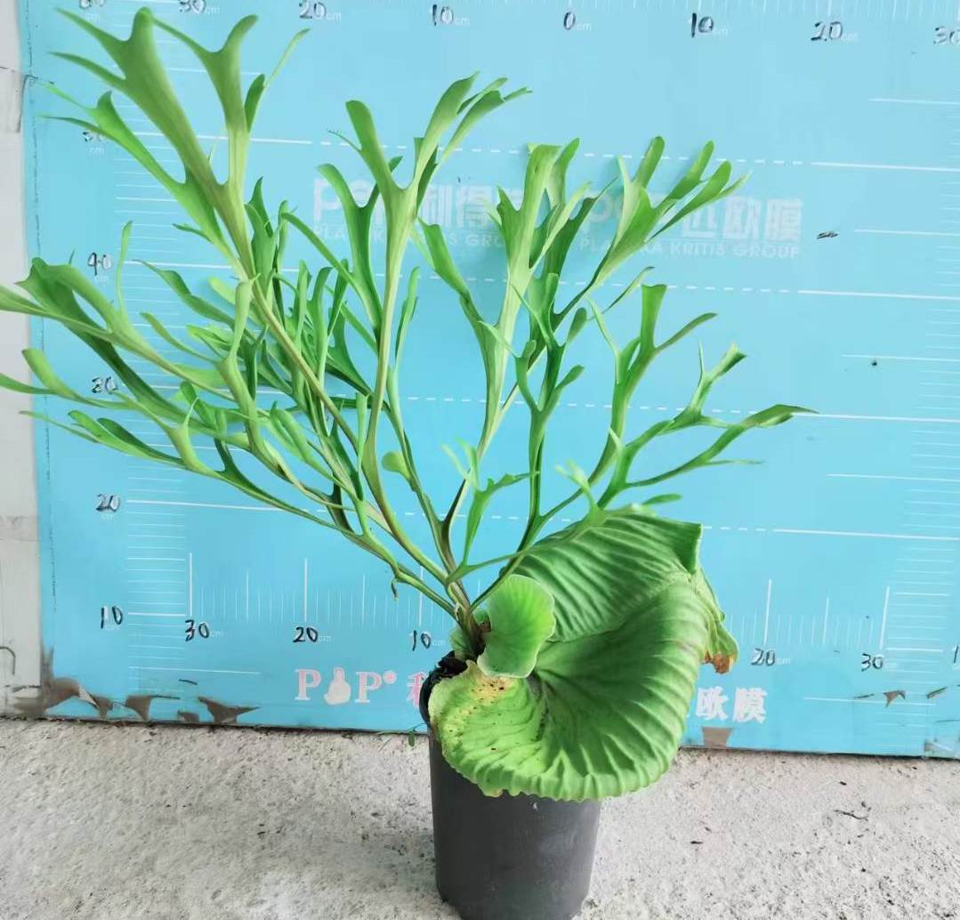 Platycerium Ridleyi - 中国の専門ライブ植物サプライヤー