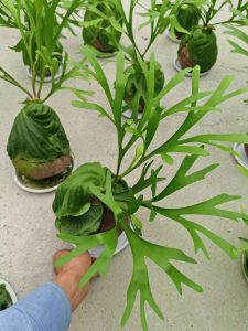 Platycerium Ridleyi - Professional Live Plants Supplier In China