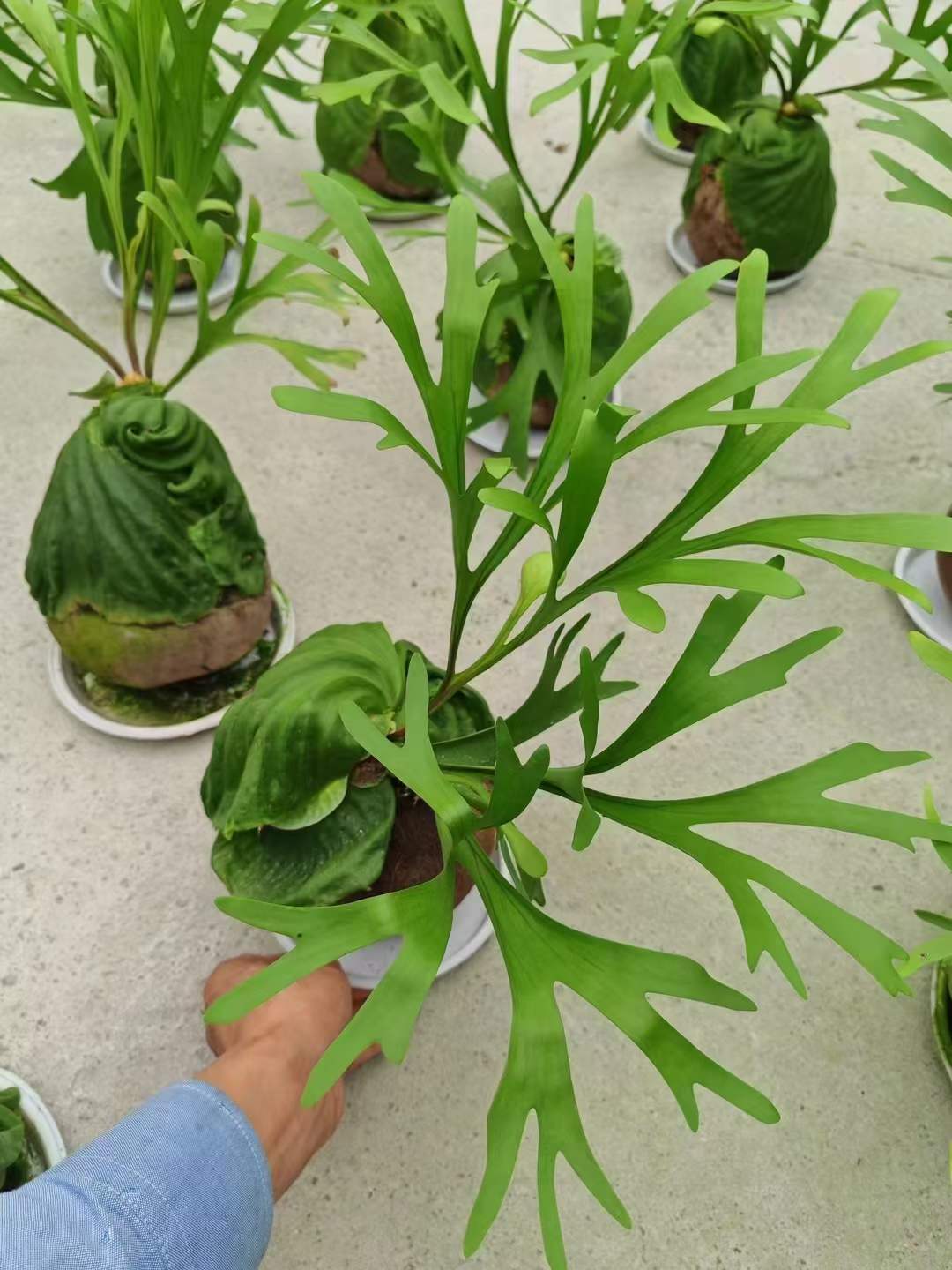 Platycerium Ridleyi - Çin'de Profesyonel Canlı Bitkiler
