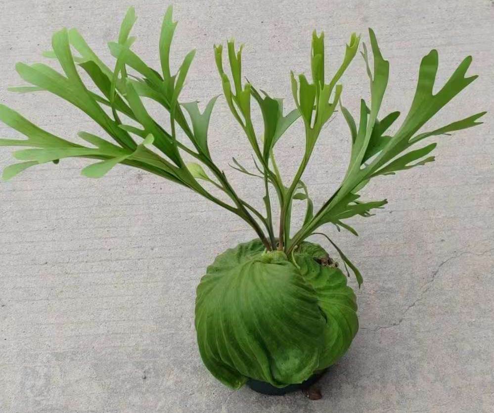 Platycerium Ridleyi - Fornecedor profissional de plantas vivas na