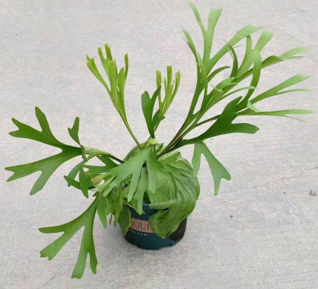 Platycerium Ridleyi - Çin'de Profesyonel Canlı Bitkiler