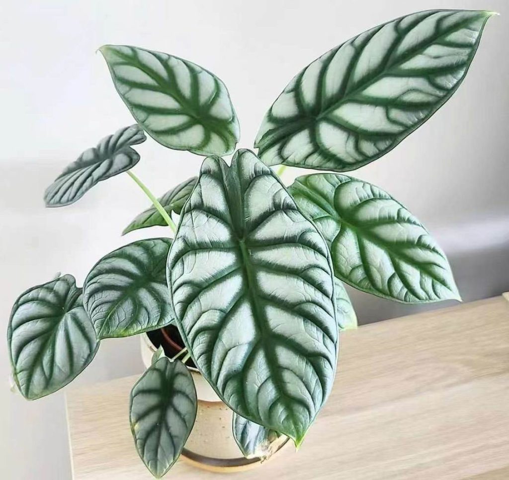 Alocasia silver dragon