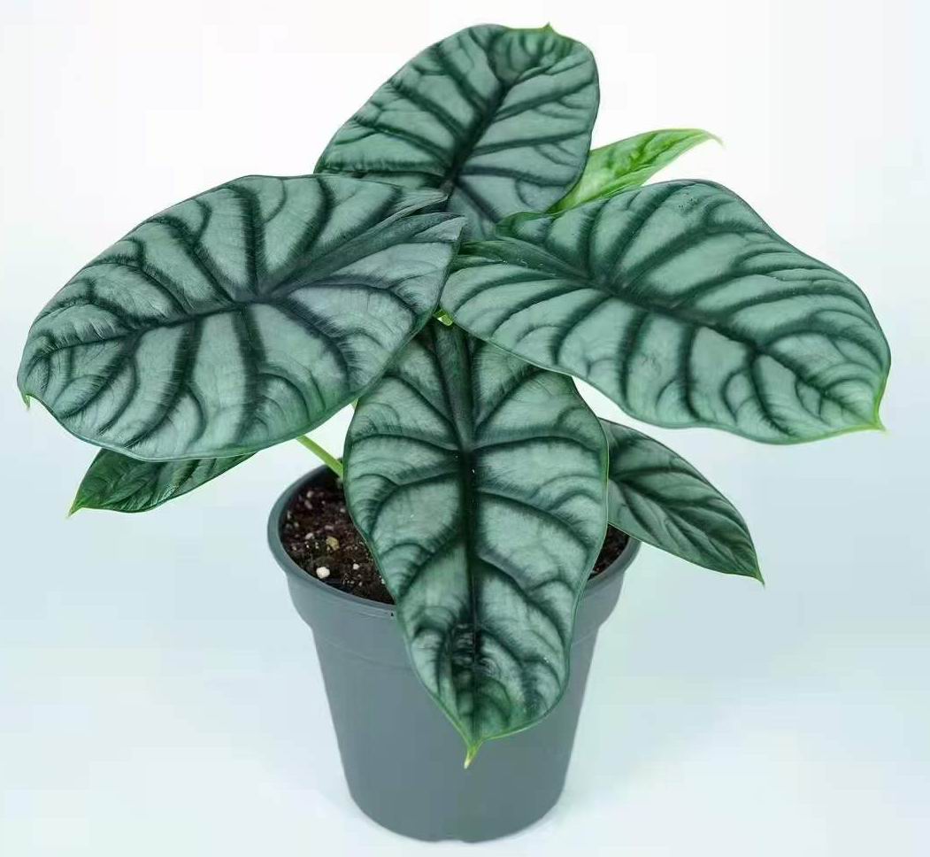 Alocasia Silver Dragon Aurea / シルバードラゴン Thailand's Alocasia Silver Dragon Aurea Variegated 4