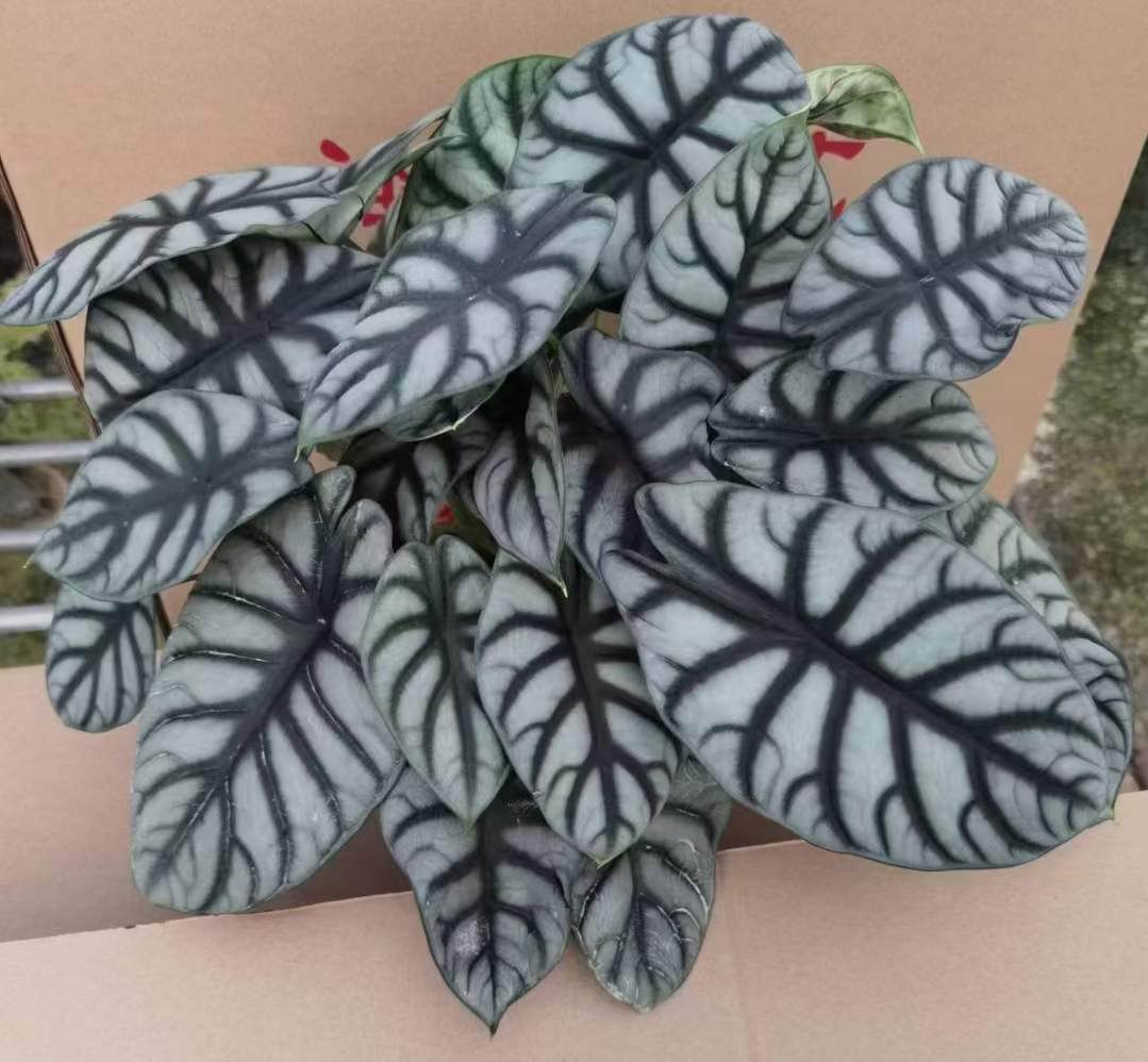 Alocasia Silver Dragon Aurea / シルバードラゴン Alocasia silver dragon aurea variegated – TEG | Rare Yellow