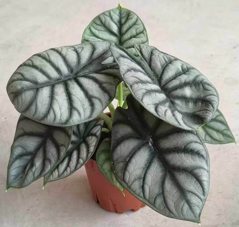 アロカシア シルバードラゴン オーレア 斑入り アロカシア シルバードラゴン レア 斑入り① 【公式通販】