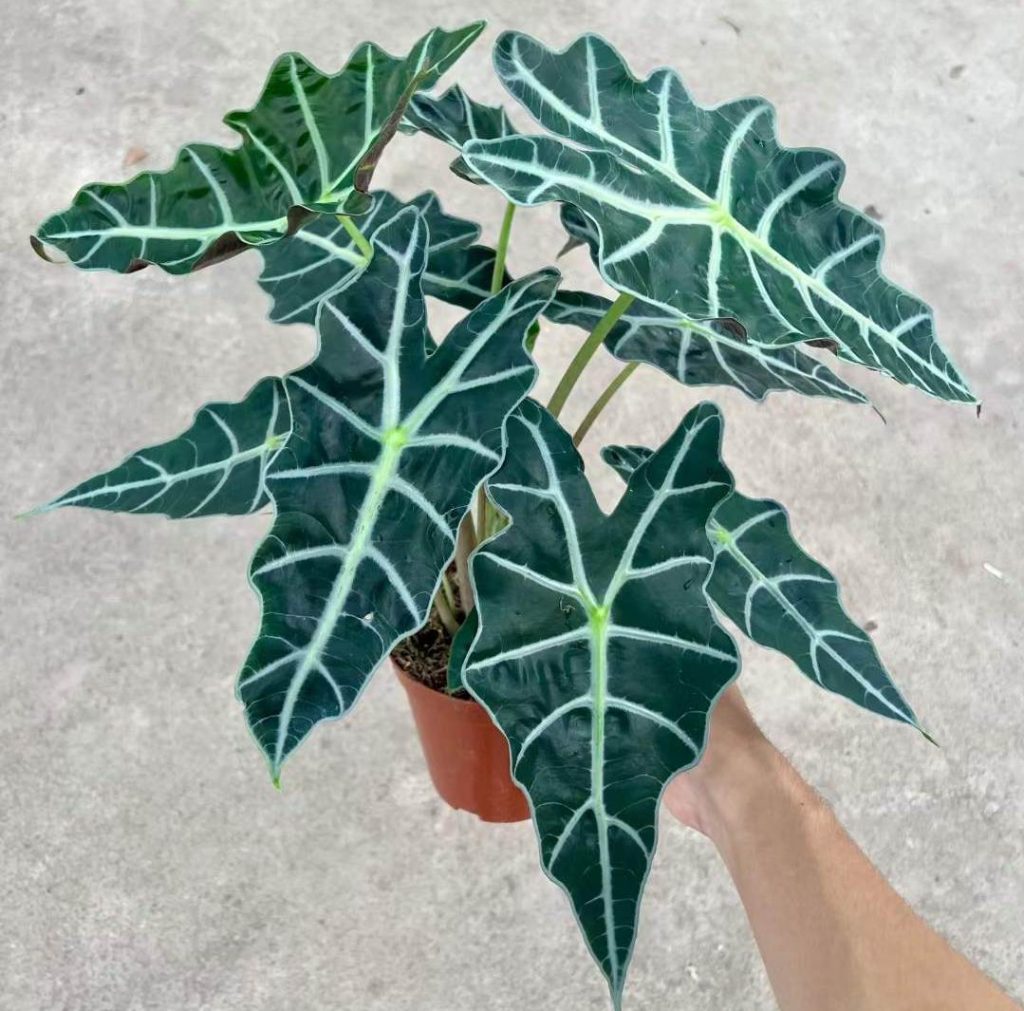 Alocasia Polly