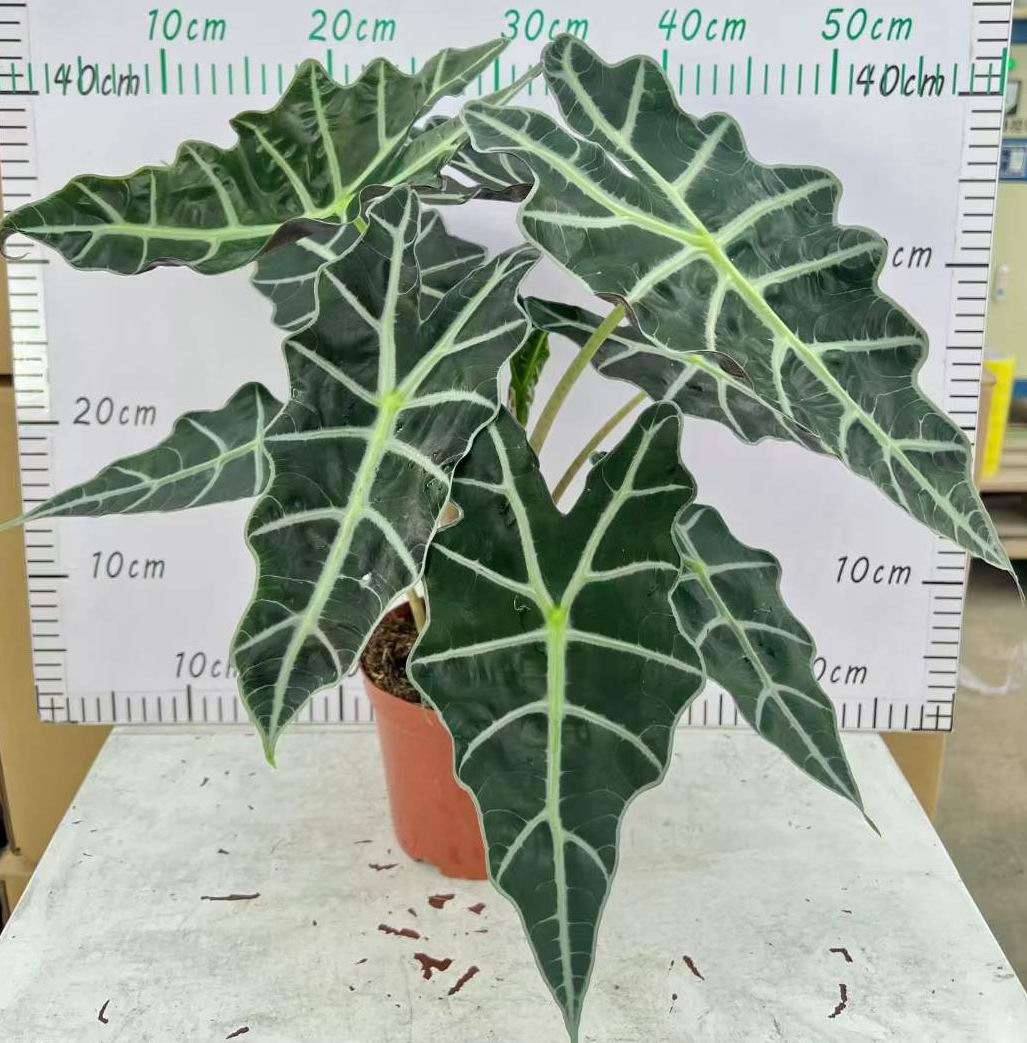 アロカシア ポリー - 中国の専門ライブ植物サプライヤー - Iplantre