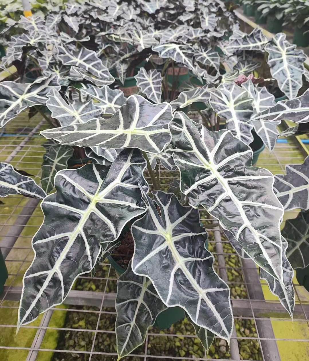 アロカシア ポリー - 中国の専門ライブ植物サプライヤー - Iplantre