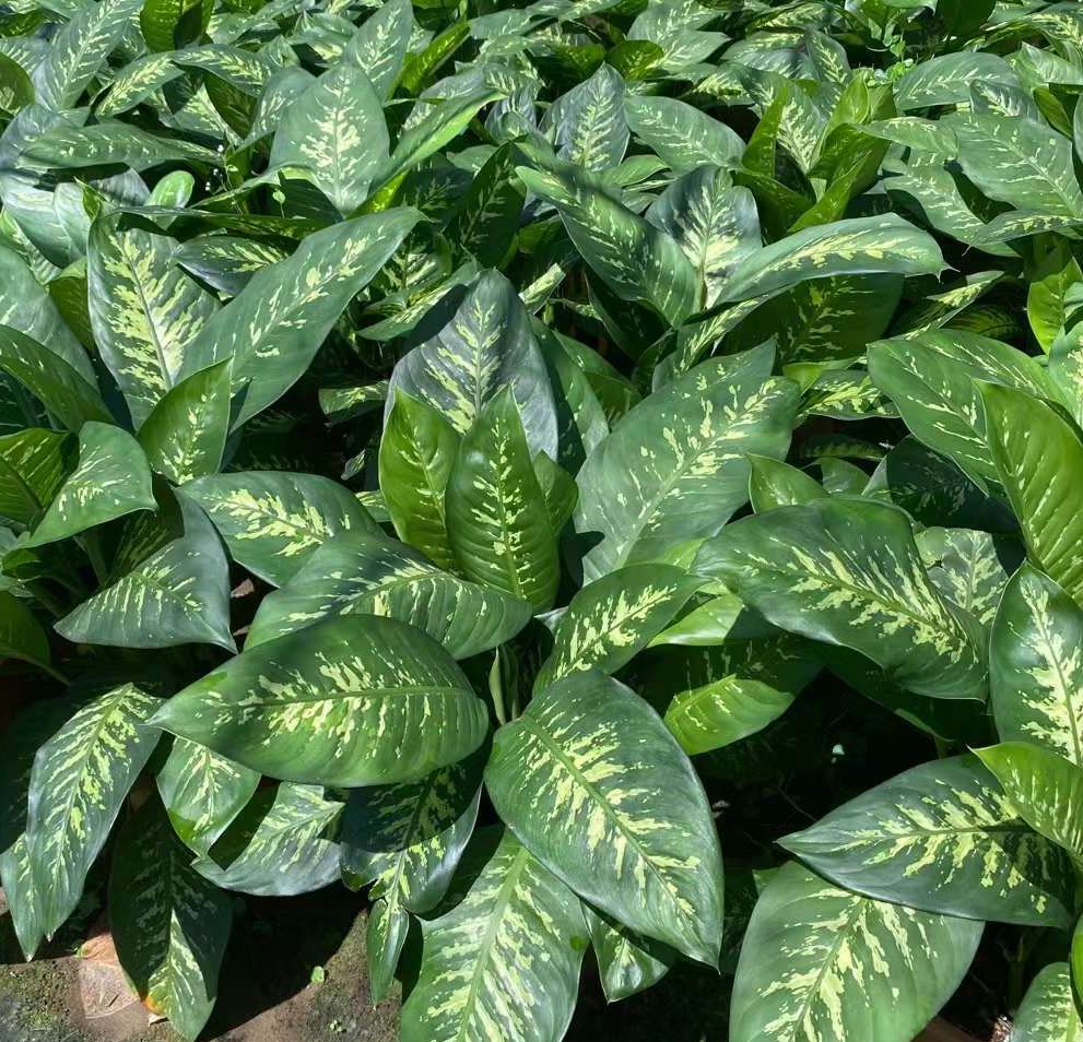 ディフェンバキア　トロピックスノー ディフェンバキアトロピックスノーについて質問です。2週間前か