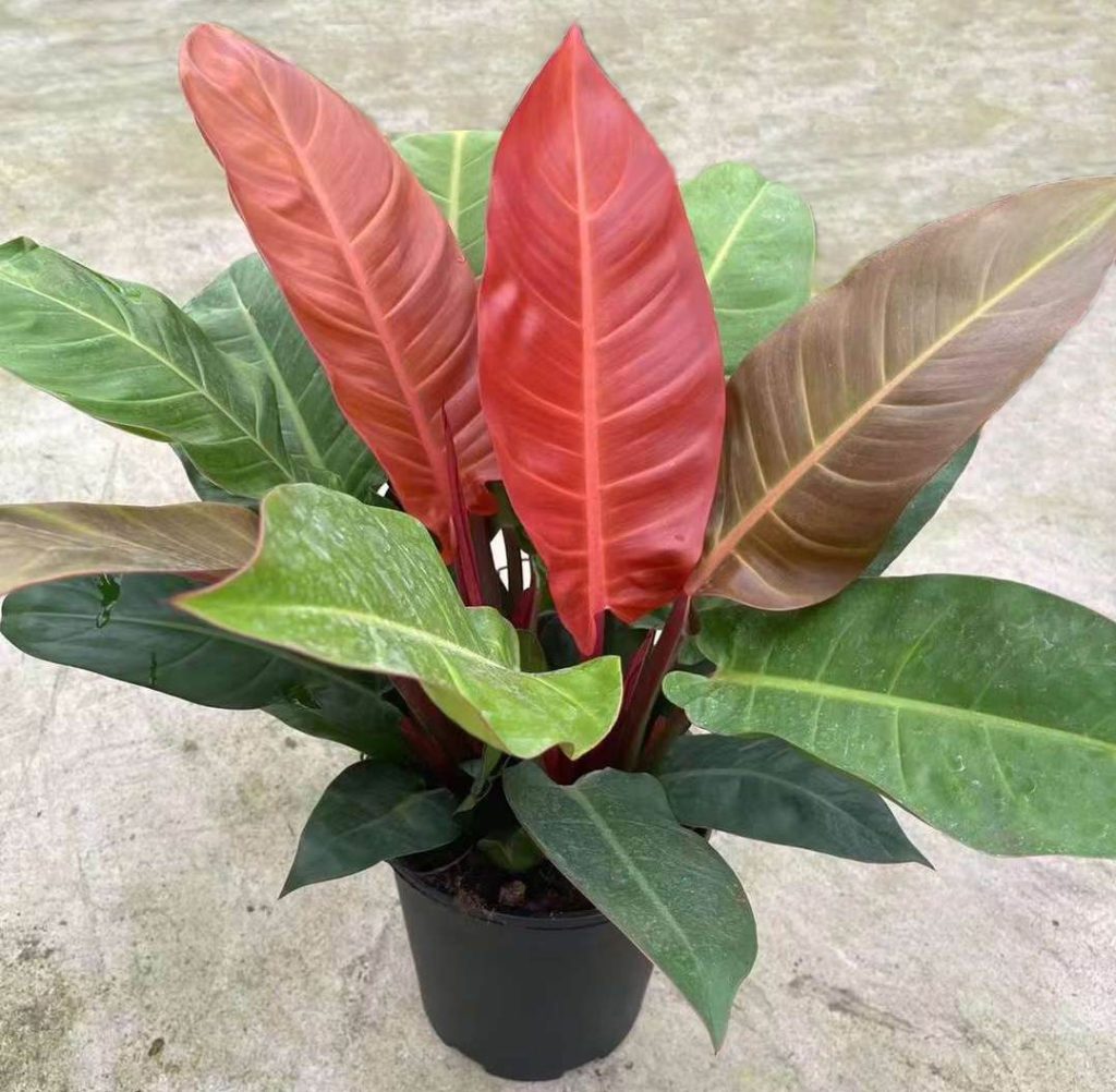 Philodendron Sun Red