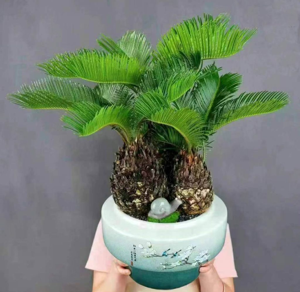 Cycas revoluta