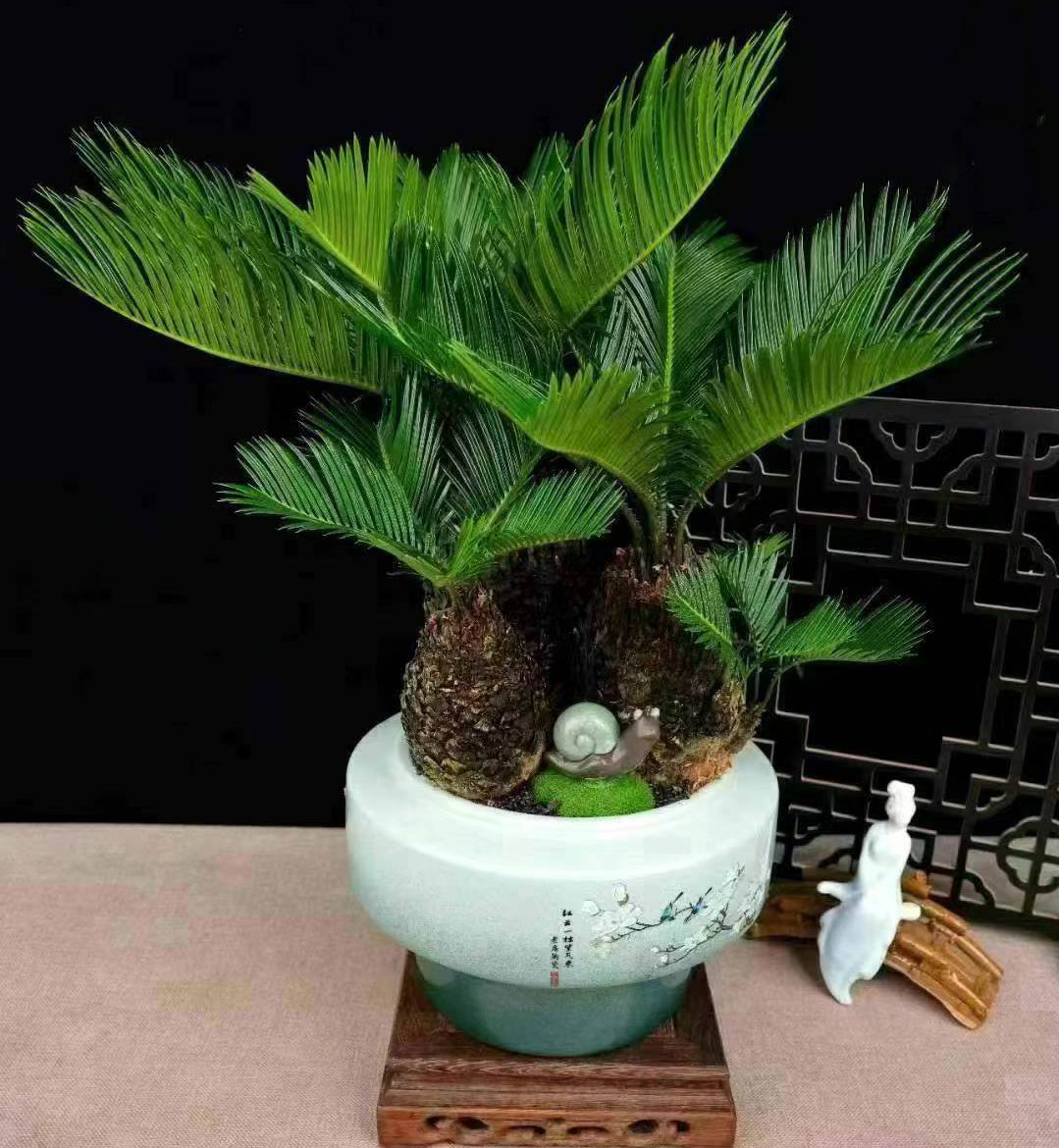 超希少　獅子ソテツ　ソテツ　蘇轍　発根確認済 獅子蘇鉄 爆誕  琉球盆栽 - RYUKYU BONSAI - Crest. Cycas