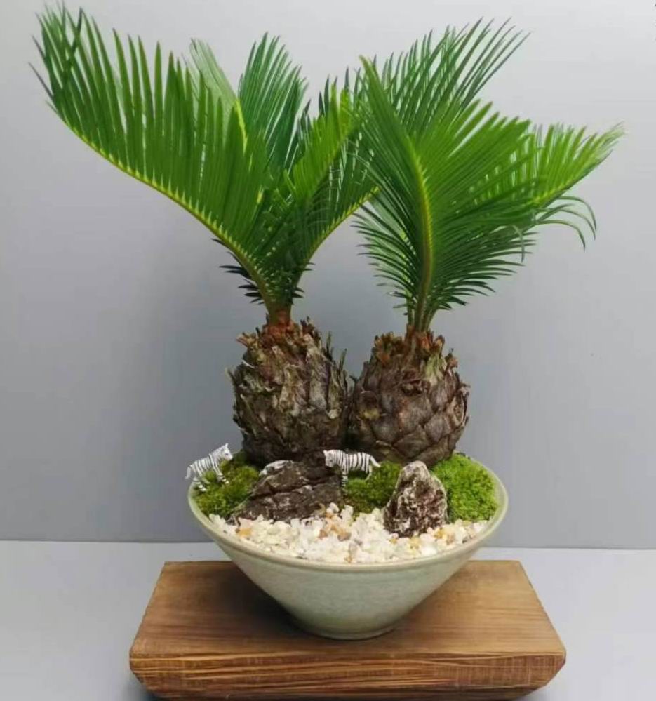 Cycas Revoluta - Professional Live Plants Supplier In China - Iplantre