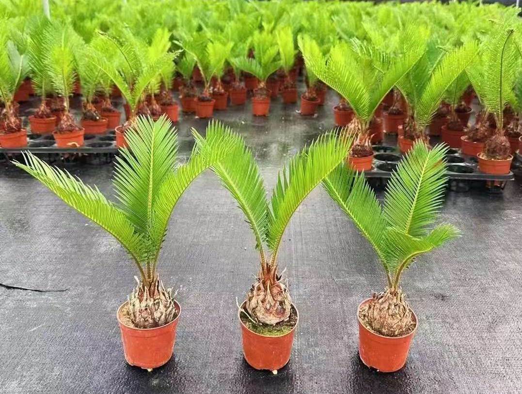 Cycas Revoluta - 中国の専門ライブ植物サプライヤー - Iplantre