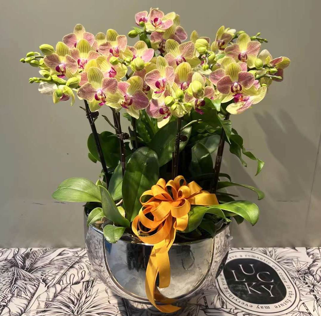 胡蝶蘭 原種 スチュアーティアナ フラスコ ファレノプシス 洋蘭