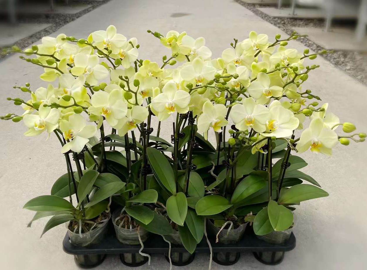 胡蝶蘭 - 中国の専門生植物サプライヤー - Iplantre