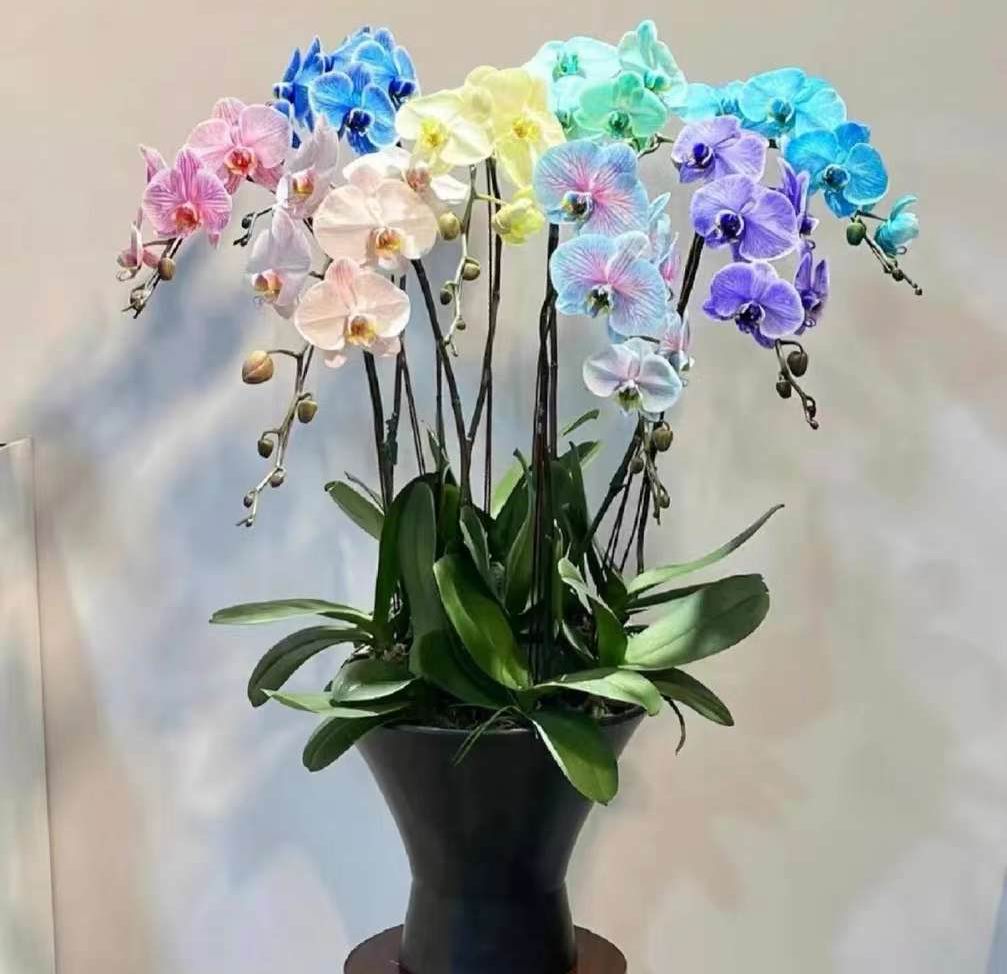 胡蝶蘭 - 中国の専門生植物サプライヤー - Iplantre