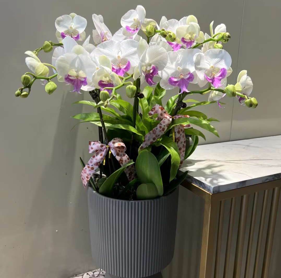胡蝶蘭 - 中国の専門生植物サプライヤー - Iplantre