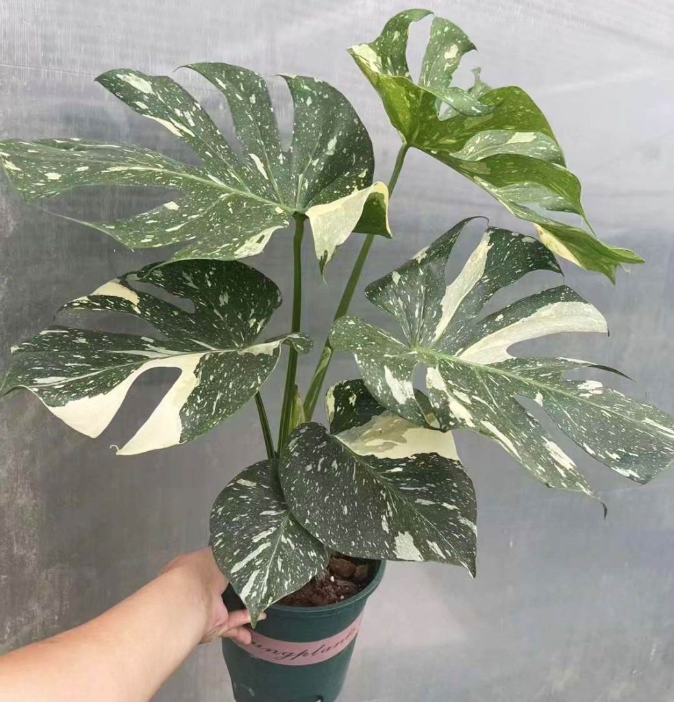 Monstera Thai Constellation