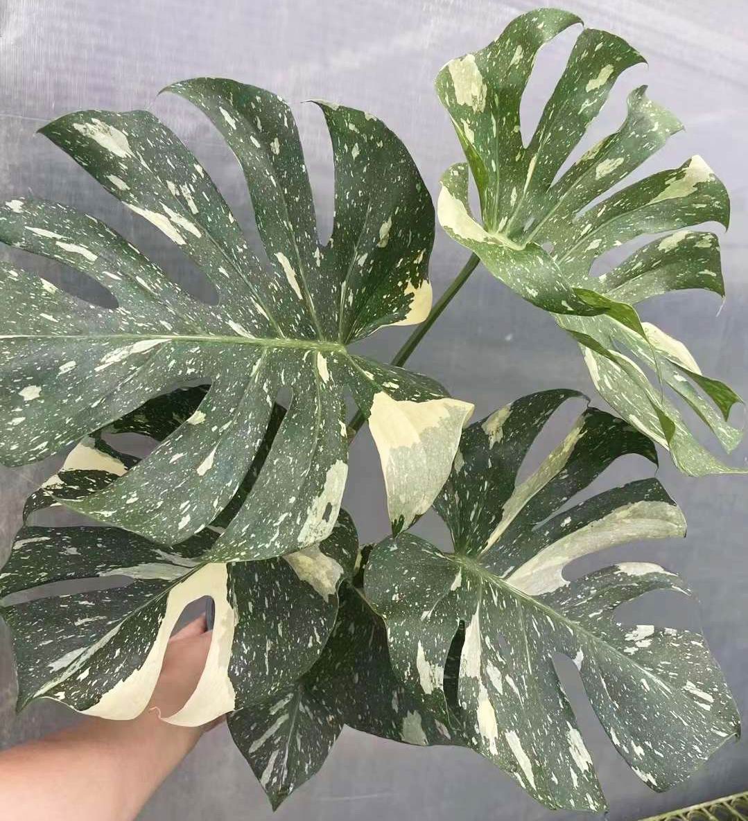 モンステラ・タイ・コンステレーション - 中国の専門生植物