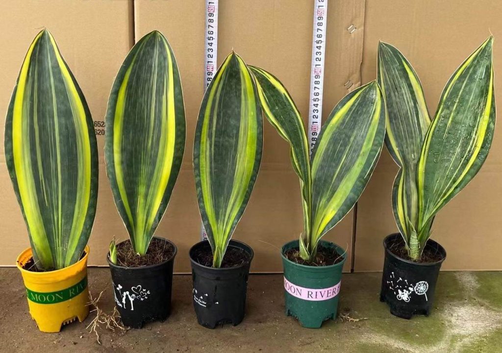 Sansevieria Whale Fin Variegated