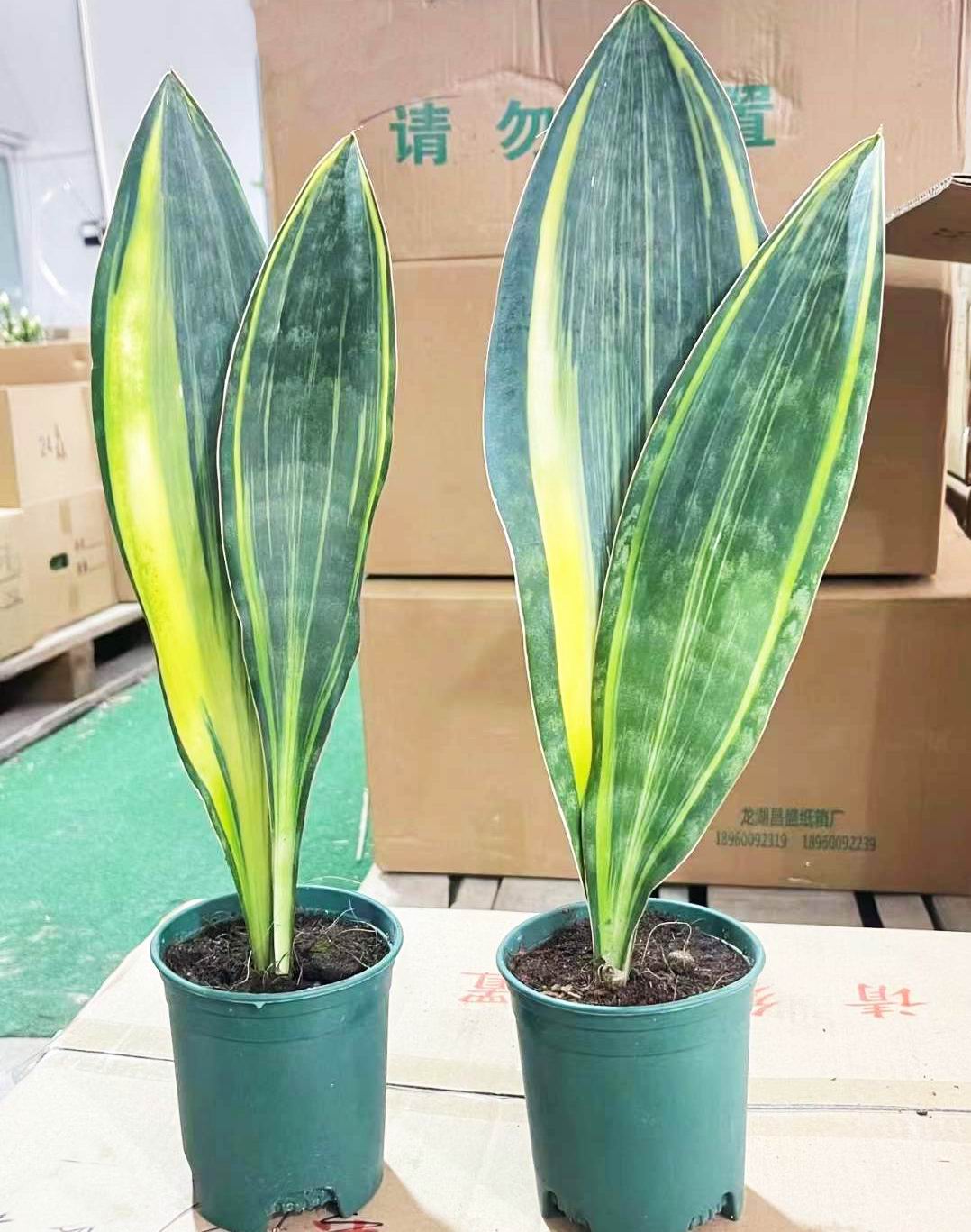 Sansevieria のクジラのヒレの多彩な-専門の中国の生きている植物の