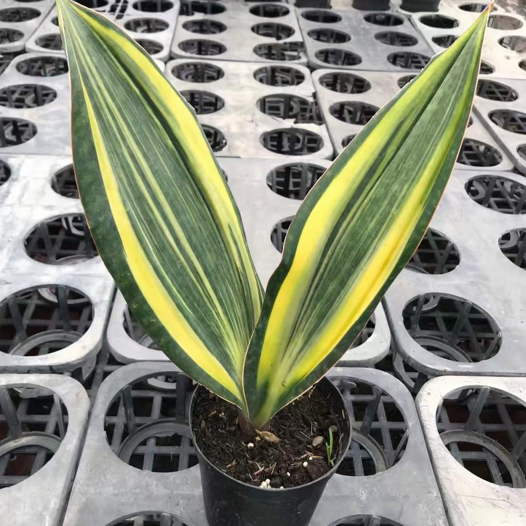 Sansevieria のクジラのヒレの多彩な-専門の中国の生きている植物の