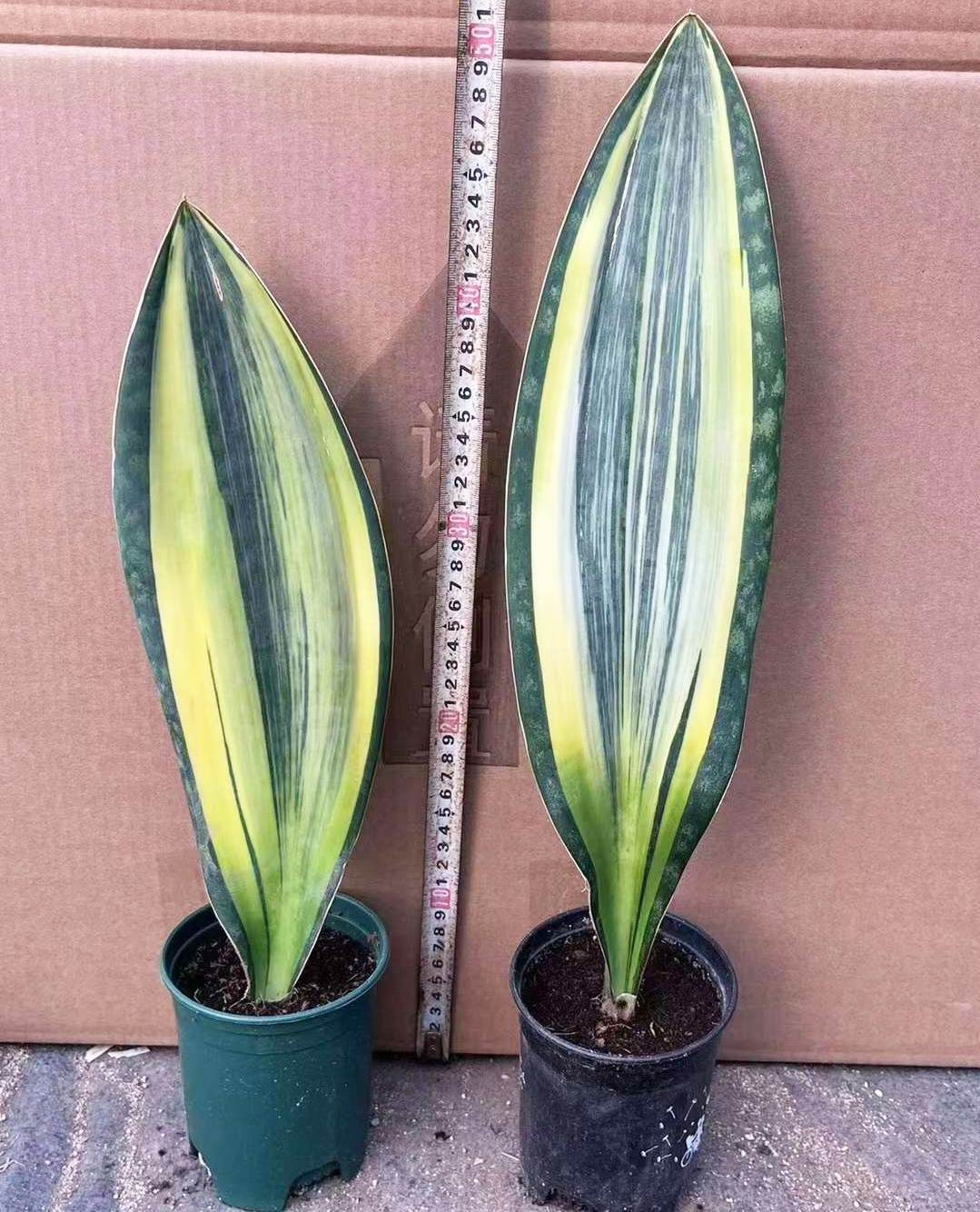Sansevieria のクジラのヒレの多彩な-専門の中国の生きている植物の