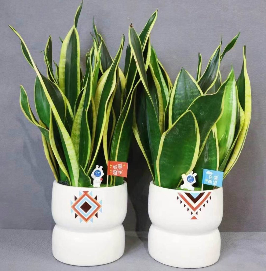 Sansevieria trifasciata