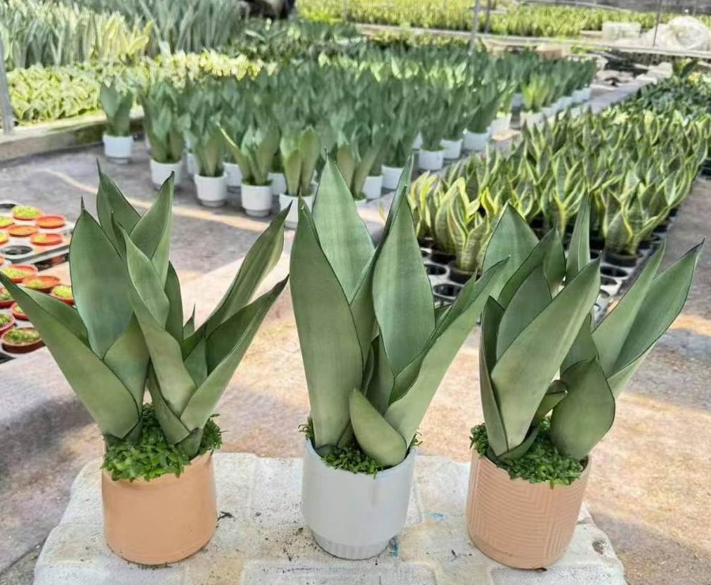 Sansevieria Trifasciata - 中国の専門の生きている植物の製造者