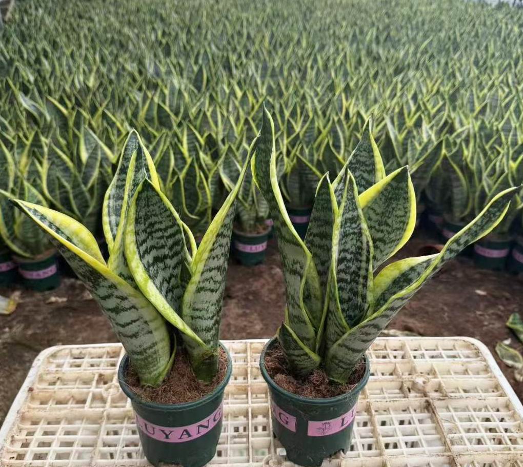 Sansevieria Trifasciata - 中国の専門の生きている植物の製造者
