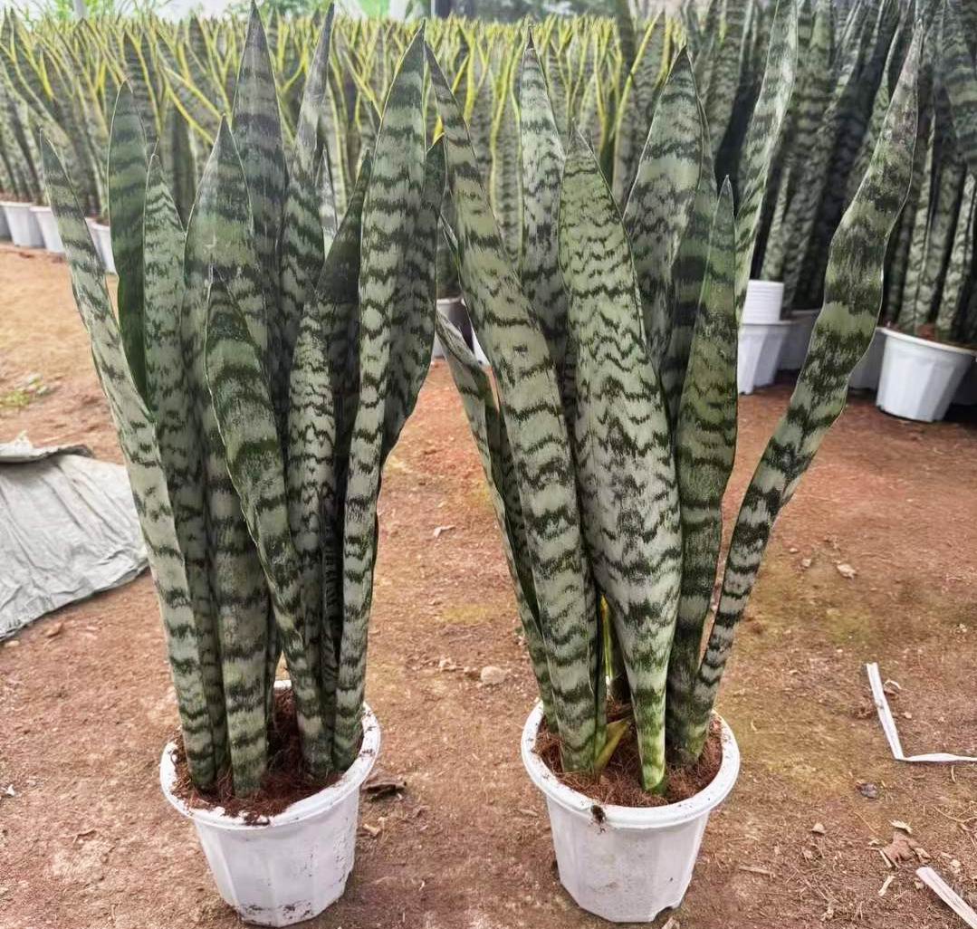 Sansevieria Trifasciata - 中国の専門の生きている植物の製造者