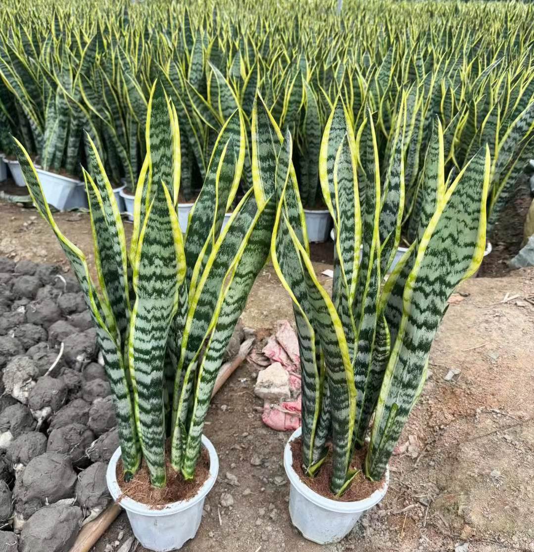 Sansevieria Trifasciata - 中国の専門の生きている植物の製造者