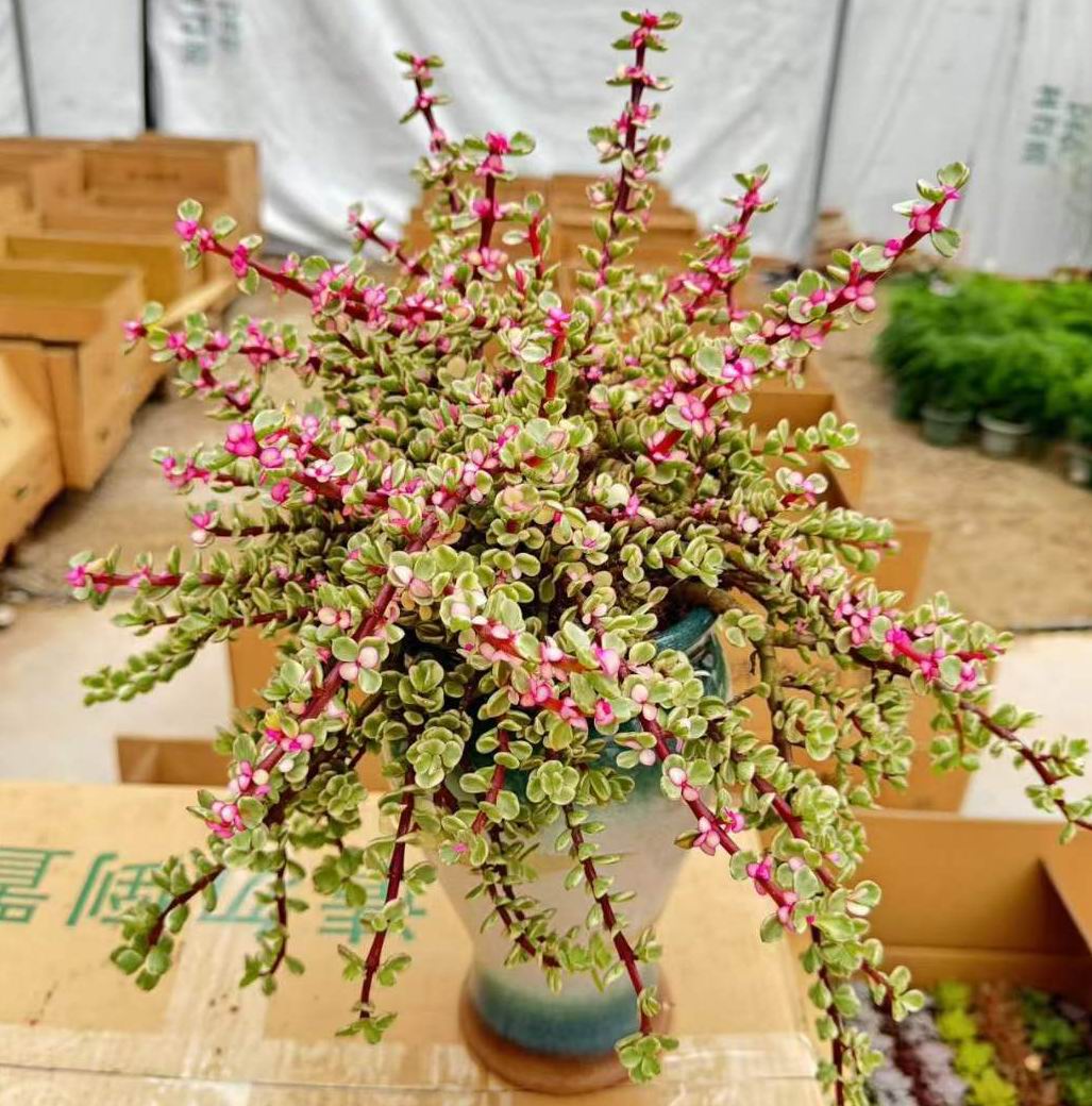 ポーチュラカリア・アフラ・ヴァー - 中国の専門ライブ植物