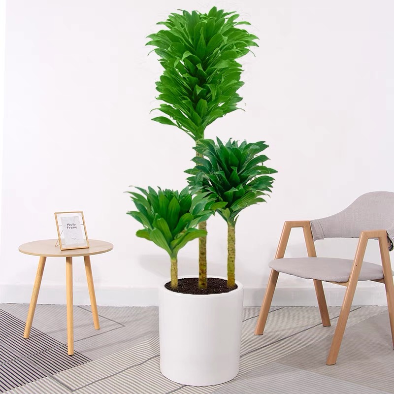 Dracaena Deremensis Compacta - Plante D'intérieur Dépolluante - Pot 17 Cm, Hauteur ~60 Cm - Facile D'entretien