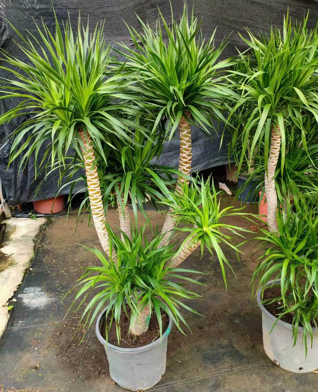 ③【希少】ドラセナ ドラコ/Dracaena draco※本物 Dragon Tree - Dracaena draco – Pans Garden Nursery