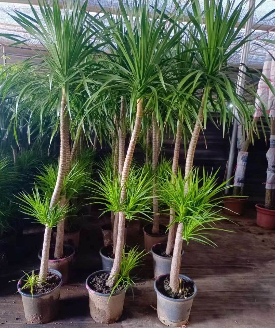 超大型！　ドラセナ ドラコ　Dracaena draco 【直接引き渡し】　ヤシ 超大型！ドラセナ ドラコDracaena draco 【直接引き渡し】ヤシ