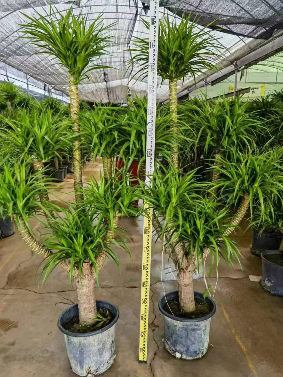 超大型！　ドラセナ ドラコ　Dracaena draco 【直接引き渡し】　ヤシ 超大型！ドラセナ ドラコDracaena draco 【直接引き渡し】ヤシ