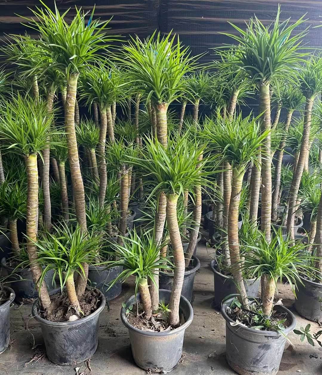 超大型！　ドラセナ ドラコ　Dracaena draco 【直接引き渡し】　ヤシ 超大型！ドラセナ ドラコDracaena draco 【直接引き渡し】ヤシ