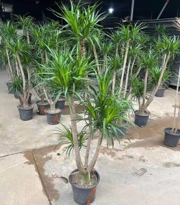 超大型！ ドラセナ ドラコ Dracaena draco 【直接引き渡し】 ヤシ 超