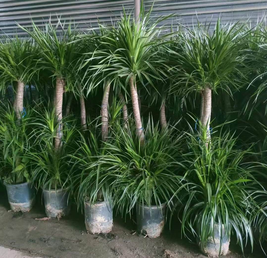 超大型！　ドラセナ ドラコ　Dracaena draco 【直接引き渡し】　ヤシ 超大型！ドラセナ ドラコDracaena draco 【直接引き渡し】ヤシ