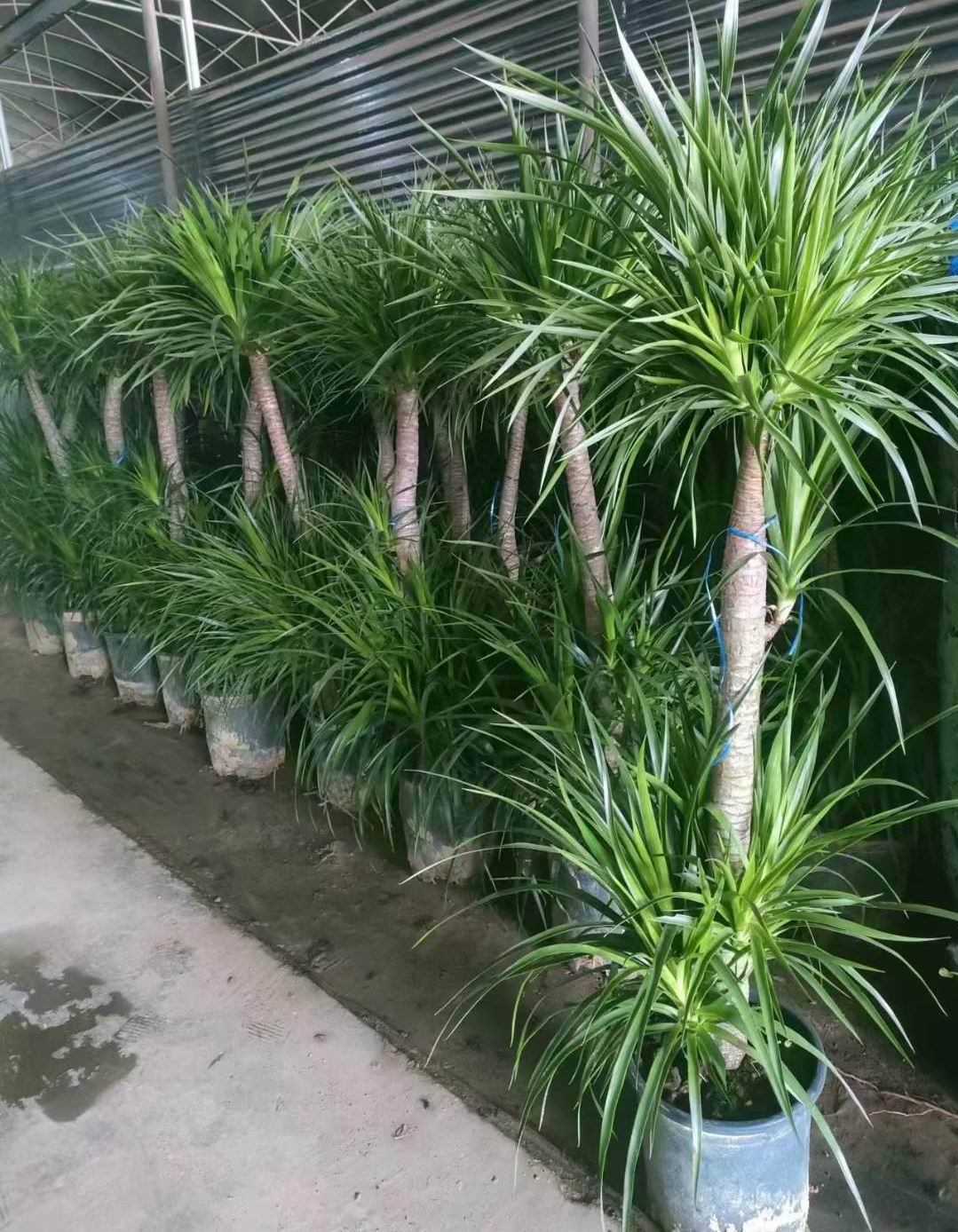 Dracaena Draco - Professional Live Plants Supplier In China