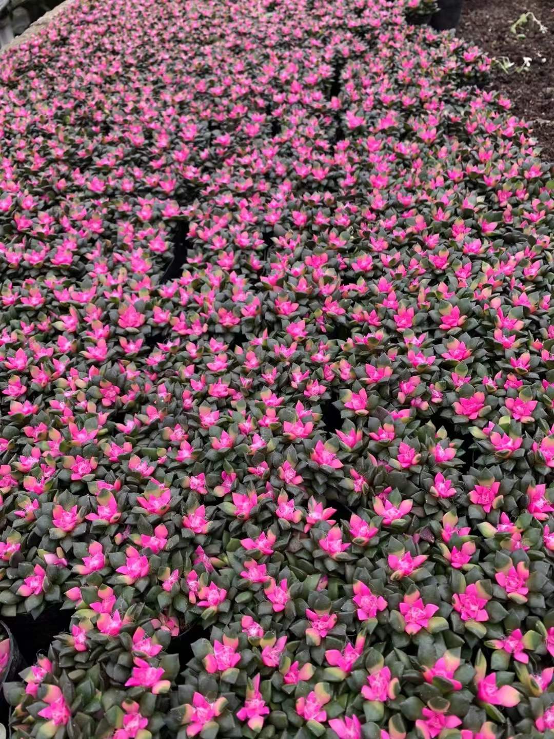 Anacampseros Rufescens Sunrise - 中国の専門ライブ植物サプライヤー