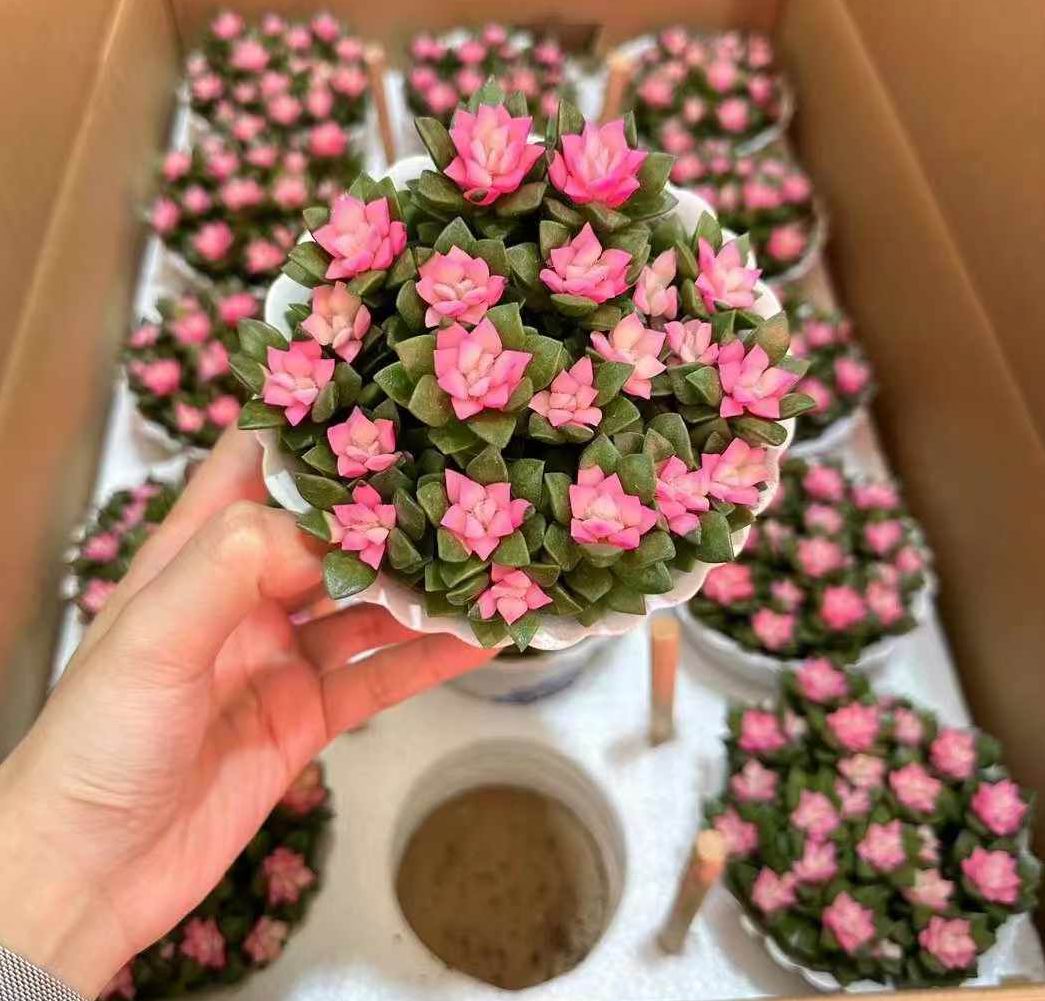 リンゼアナ✕クスビダータメンチャカパラセンシスパラス♥️ Anacampseros Rufescens Sunrise - 中国の専門ライブ植物サプライヤー